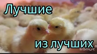 Тестируем МегаКорм на перепелах.