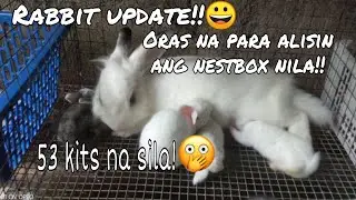 Rabbit farming | Rabbit Update + Oras na para alisin ang nestbox Nila