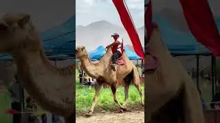 Синьцзянские хошуты 