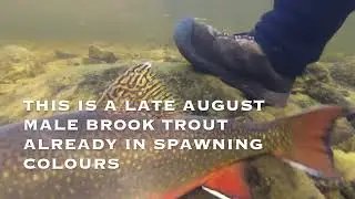 Rarely Seen Underwater World of Brook Trout