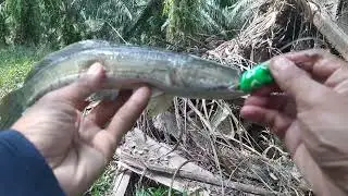 Fishing for Snakehead Fish in the PTPN V Palm Oil Plantation