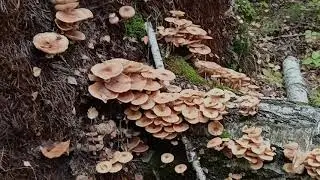 Опята. Осинская лесная дача.