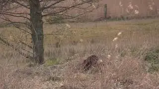 Abendansitz auf einen kranken Rehbock#Hegeabschuss#hunting