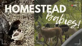 Ep. 186: New Babies on the Homestead!