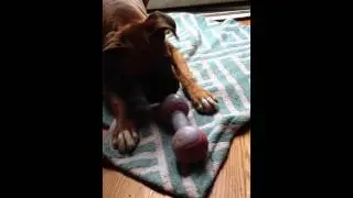 Emmy Lou really loves this toy. Talks to it like a wookie!