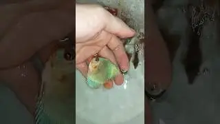 Отправка Дискусов в Мариуполь