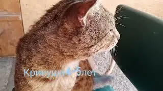 Сколько хвостиков у меня?!  И сколько им лет?! Знакомлю вас с ними в одном видео.