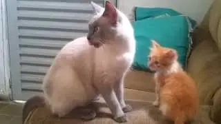 Um gesto de carinho entre as gatas