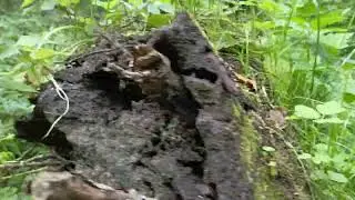 Природные дары ветровальных деревьев