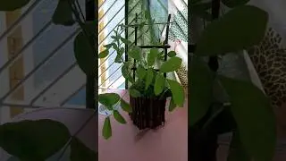 Easy home decor with twigs #shorts #home #homedecor #decor #easy