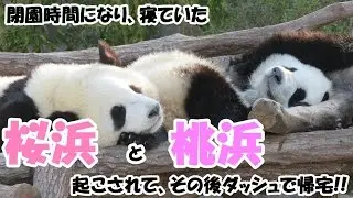 閉園時間、寝ていたパンダの桜浜＆桃浜起こされて、その後ダッシュで帰宅♪ Giant Panda Ouhin & Touhin, Go home with a dash♪