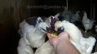 My Chinese silk chickens are having dinner...