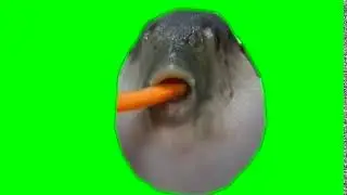 🔎Футаж рыба ест морковь🔍