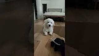Coton De Tulear playing around!