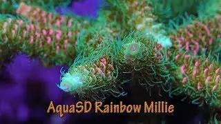 SPS Deep Dive: AquaSD Rainbow Millie
