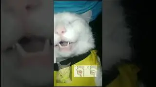 Cat mewing 🤫🧏☠️ #shorts #memes #mewing