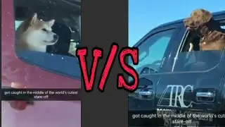 stare off between dogs | Traffic stop