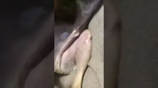 DOG LICKS PP (not click bait)