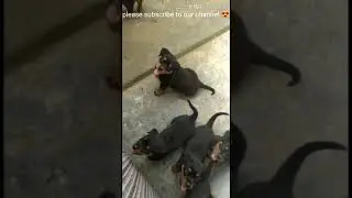 What happened if this gang of rottweiler puppies attacks on you ?? 😱 #shorts