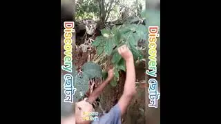 chotan Discover#short #discovery