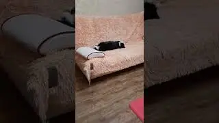 Боне как с гуся вода