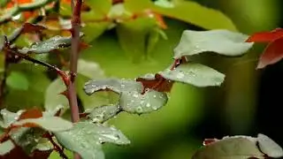 Relaxation rain sound // soothing relaxation rain sounds