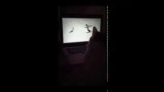 Cat watching birds