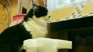 МОИ КОТЫ Люм и Бася