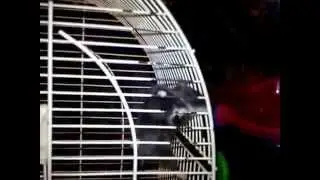 ХОМОСОБР