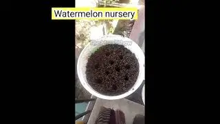 How to grow watermelon at home | Growing watermelon at home #watermelon #agri #viral #farm #shorts