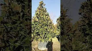 935757317 #youtubeshorts #snow #uzbek #uzbekkino #automobile