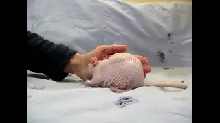Подкожный укол крыске Саре (Смотреть на https://www.youtube.com + читать описание!))
