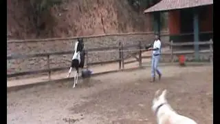 Argus2.wmv