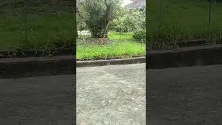 Alipore Zoo Tiger 🐯 #shorts #viral
