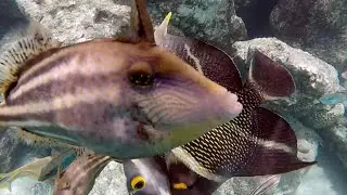 Snorkeling and Free-diving on Bonaire  - Magnificent underwater world | 2023 | HD