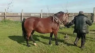 Опять к жеребцу приехала цыганская кобыла
