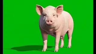 🐷 VFX Green Screen Pig – 3 Variations – FREE GREEN SCREEN