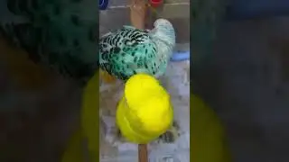 konuşan takım