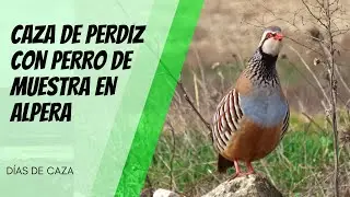 Partridge hunting with a pointing dog in Alpera