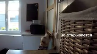 Опять оставили дома 🫤🐶