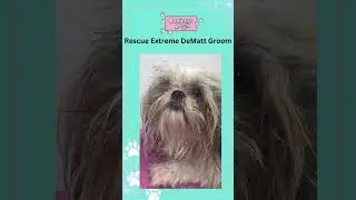 Extreme Matting Rescue Dog