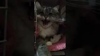 Алиса у ветеринара #алиса #алисалиса #кошки