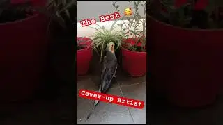 Signing to cover-up nibbling and biting off the leaves 🍃 Naughty pepper 🦜 #birds #funnyshorts