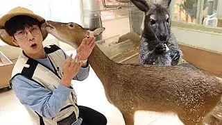 Play with the cute wallabies and flower deer~