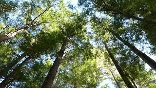 Relax music (Лес, пение птиц..)