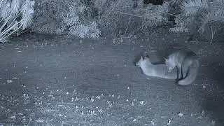 Fox mating behaviour