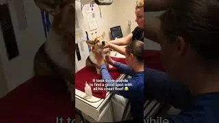 My corgi falls asleep while getting his blood drawn