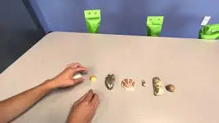 Sorting Seashells: A Saltwater Stories Exhibit Activity