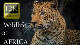 Amazing Wildlife Of AFRICA 12K HDR 60fps Dolby Vision - Amazing Animal World