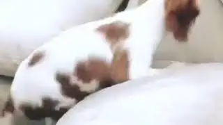 charlie 5
